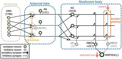 A lightweight data-driven spiking neuronal network model of Drosophila olfactory nervous system with dedicated hardware support